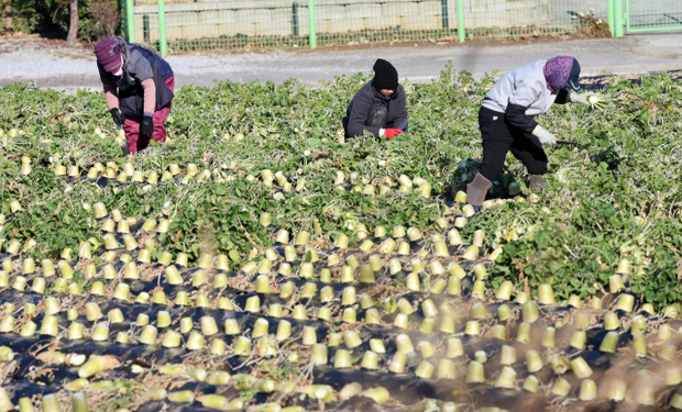 정부 TF 불법체류자 합법화·E-9 가족동반 논의